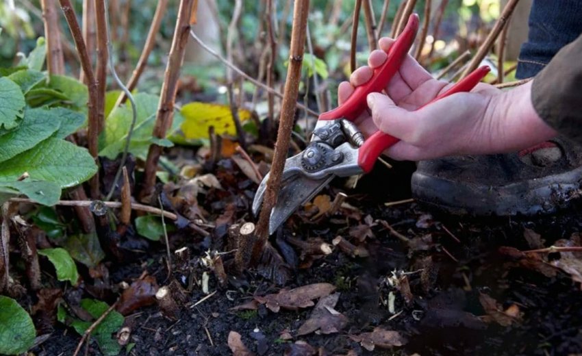 Обрізка малиновика восени Обрізка малиновика восени