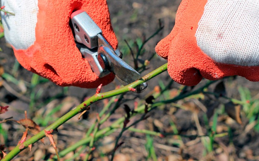 Обрізка троянд Обрізка троянд