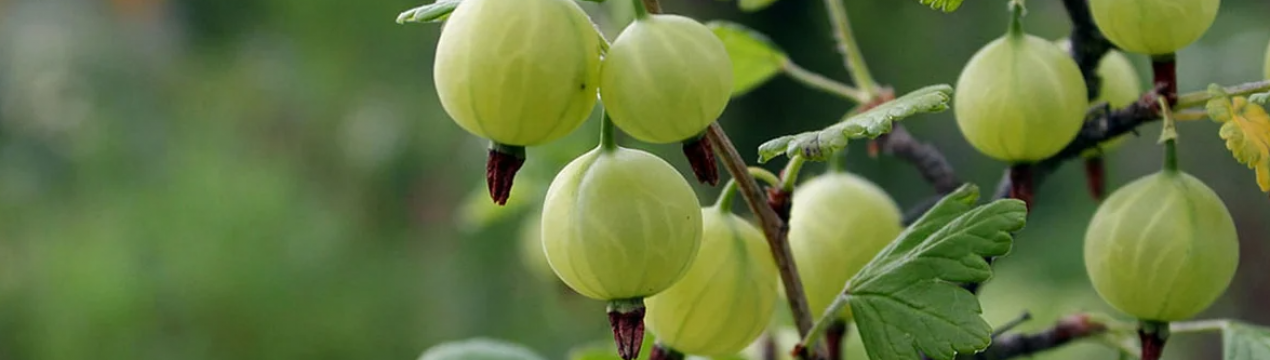 Найважливіше підживлення кроновиці у вересні