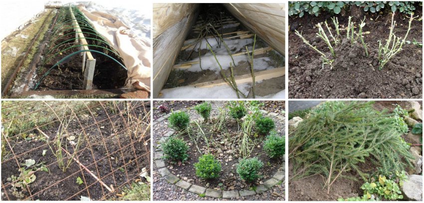 Укриття троянди Укриття троянди