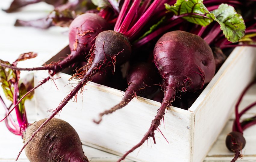 Хранение свеклы