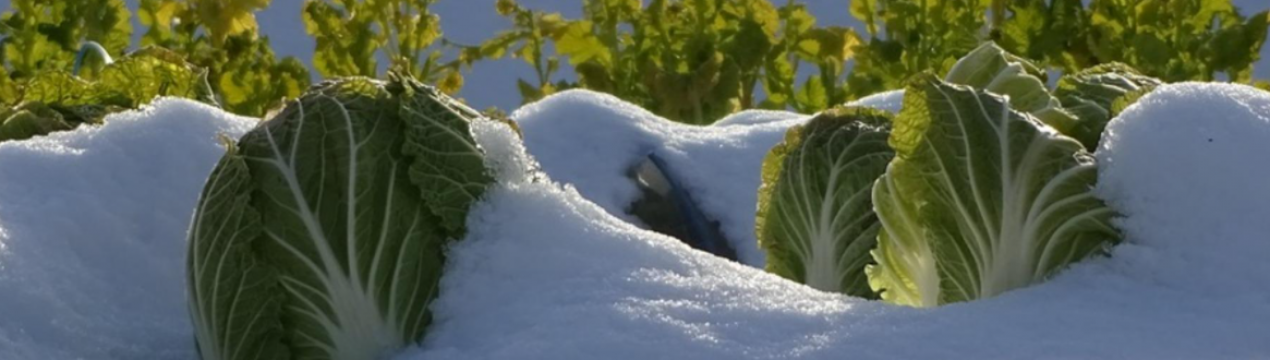 Ці овочі можна залишити на грядці до весни