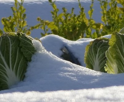 Ці овочі можна залишити на грядці до весни