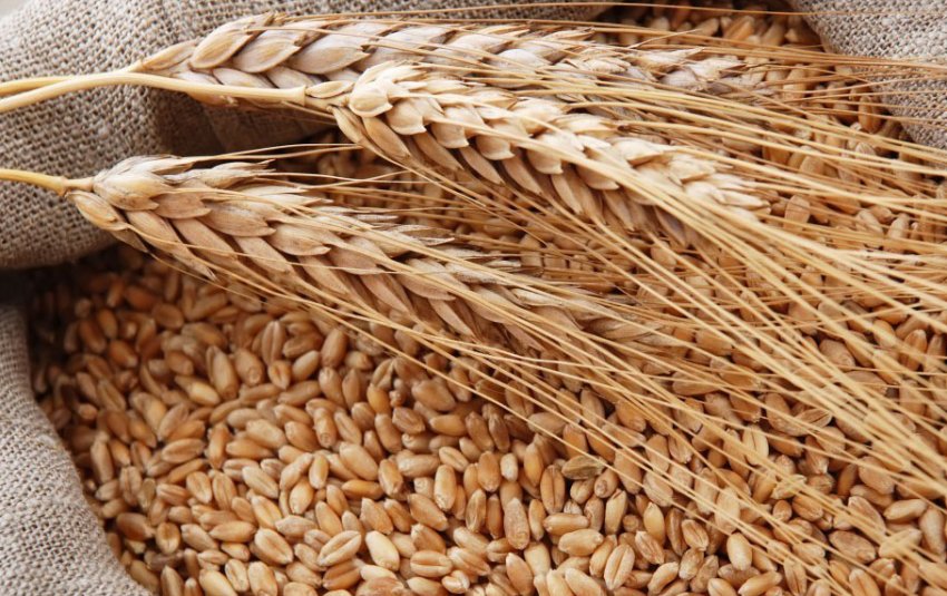 Збір врожаю