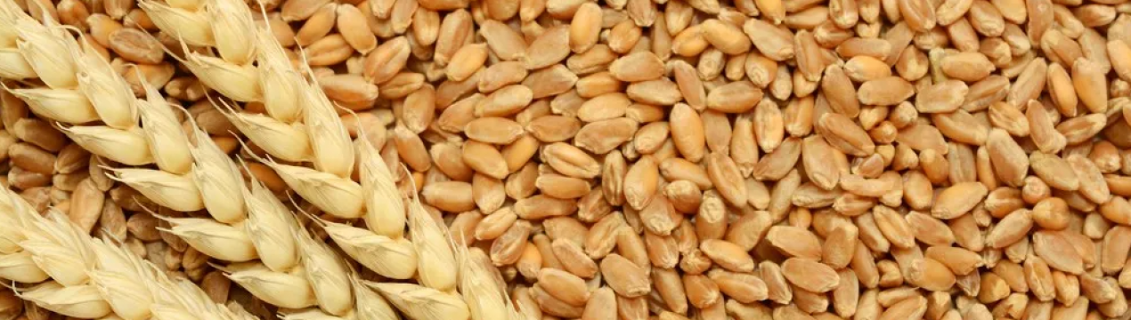 В Україні зібрали найбільший врожай ячменю і пшениці в історії країни