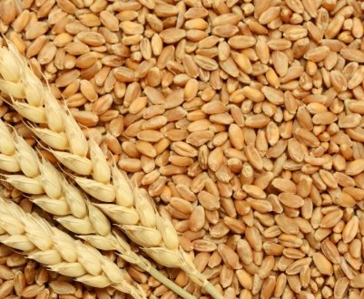 В Україні зібрали найбільший врожай ячменю і пшениці в історії країни