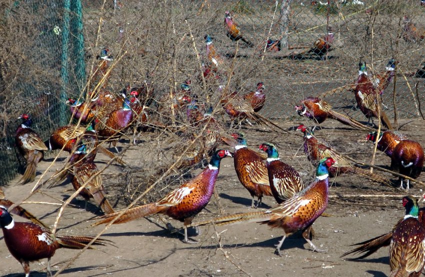 Ферма фазанів