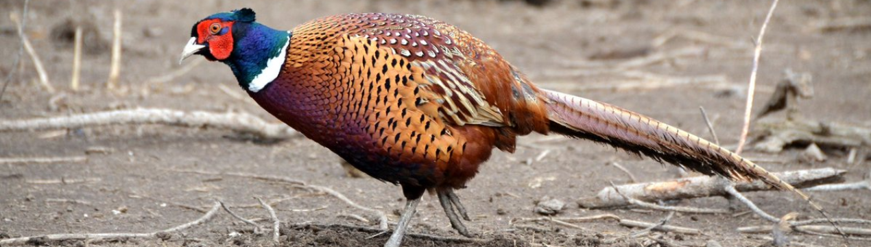 В Криму функціонує велике фазаняче господарство