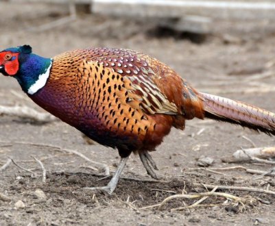 В Криму функціонує велике фазаняче господарство