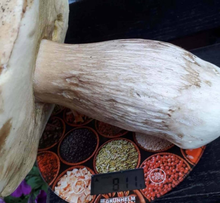 Гігантський білий гриб Гігантський білий гриб