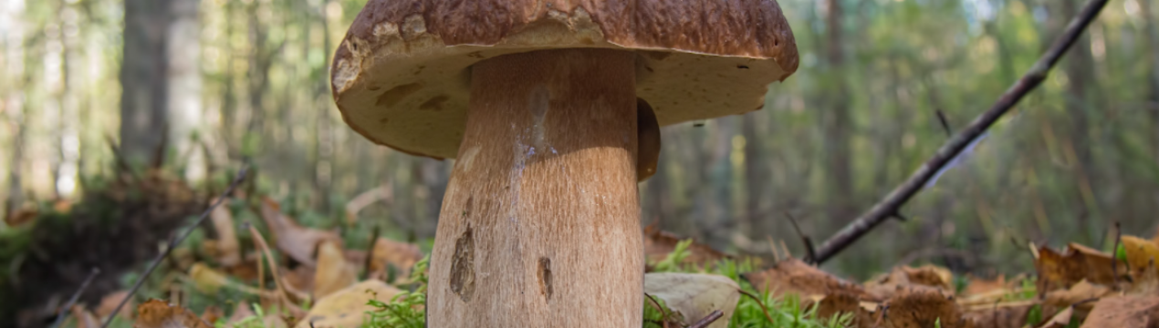 В Волинській області ростуть гриби-гіганти