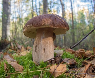 В Волинській області ростуть гриби-гіганти
