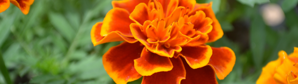 Чому не варто викидати велюрові квіти після цвітіння?