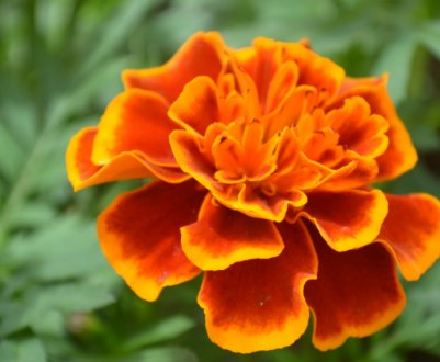 Чому не варто викидати велюрові квіти після цвітіння?