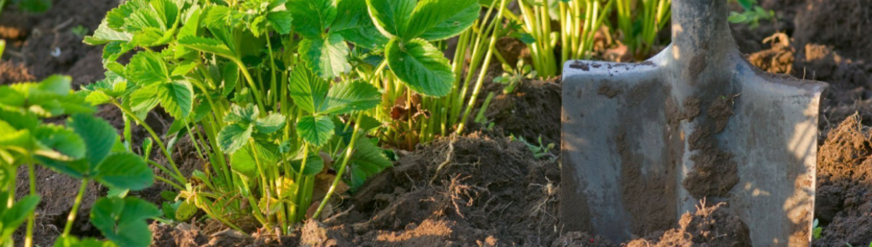 Щоб город не порожнів: що посадити на ділянці в кінці вересня?