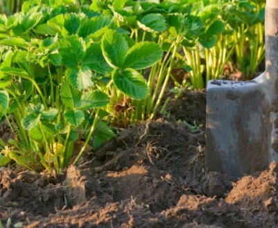 Щоб город не порожнів: що посадити на ділянці в кінці вересня?