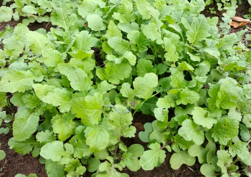 Листкова гірчиця