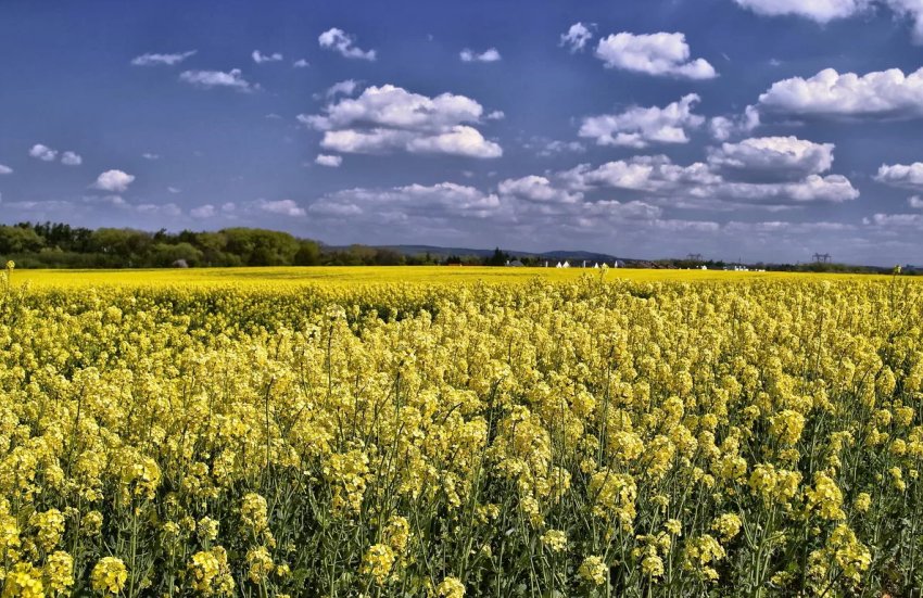 Озимий рапс