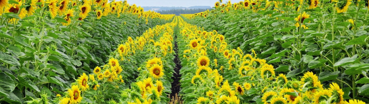 Аналітики розповіли, що краще вирощувати в наступному році
