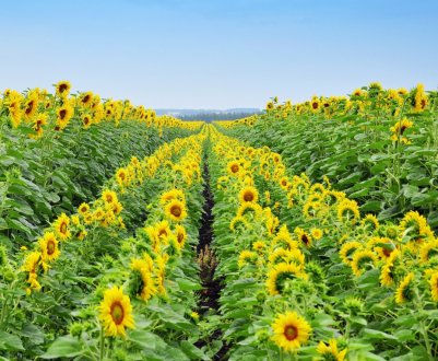 Аналітики розповіли, що краще вирощувати в наступному році
