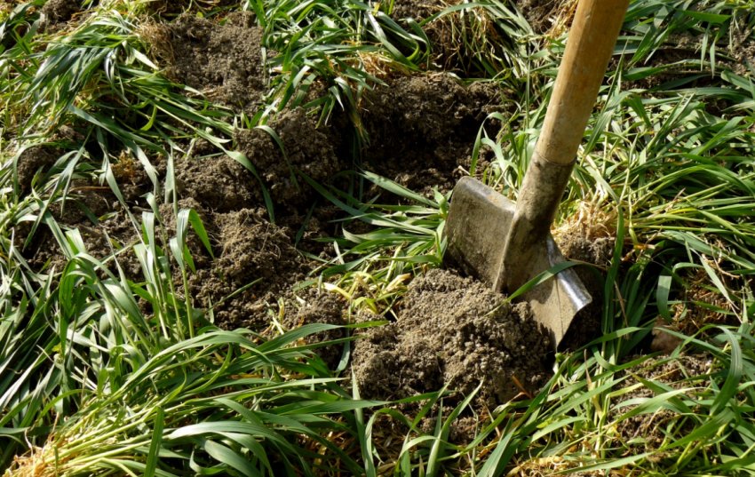 Сидерати на ділянці Сидерати на ділянці