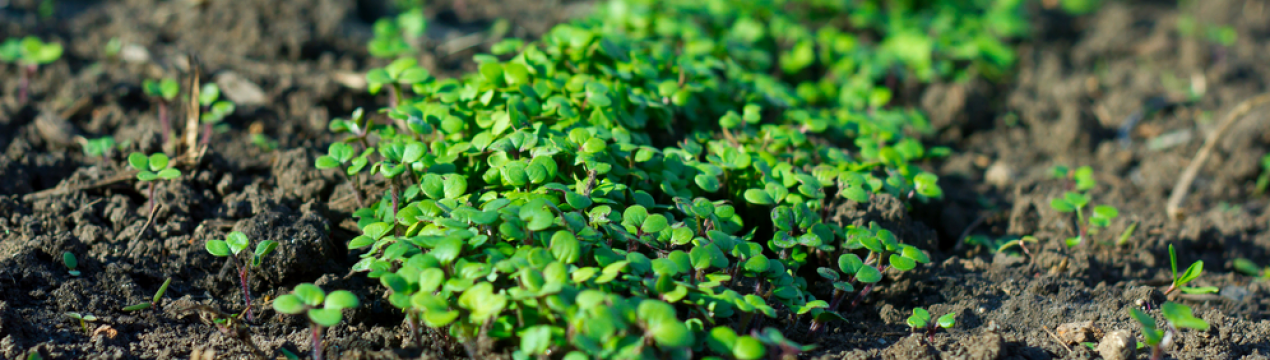 Забудьте про навоз! Проста і вигідна заміна