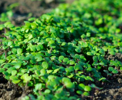 Забудьте про навоз! Проста і вигідна заміна