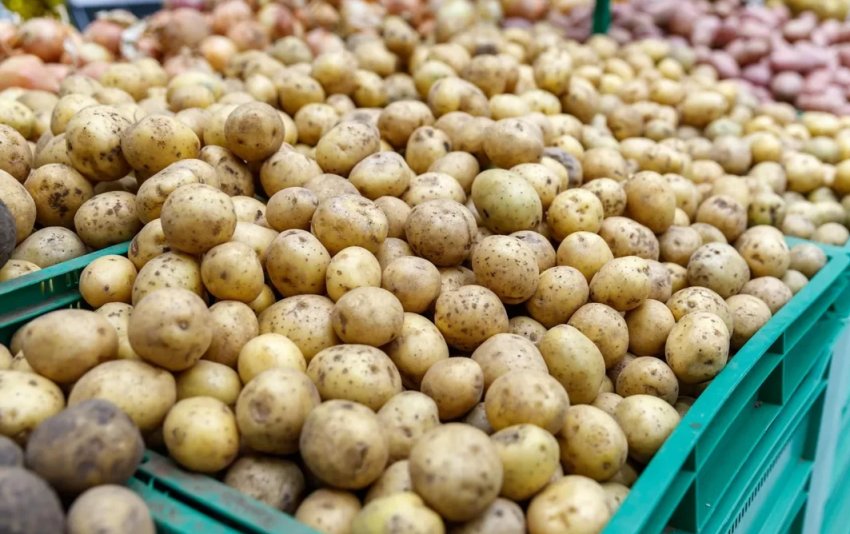 Картопля Картопля