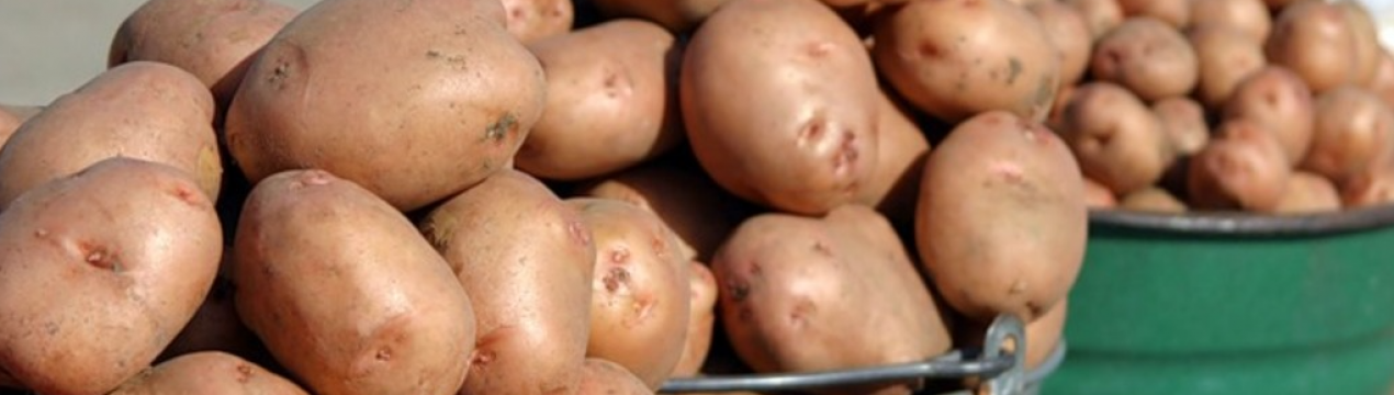 В найближчий час фермери очікують подорожчання картоплі