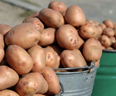 В найближчий час фермери очікують подорожчання картоплі