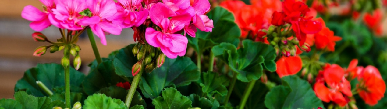 Заставляю худую герань расти вширь