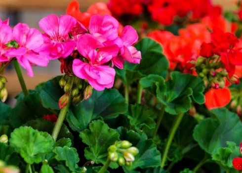 Заставляю худую герань расти вширь