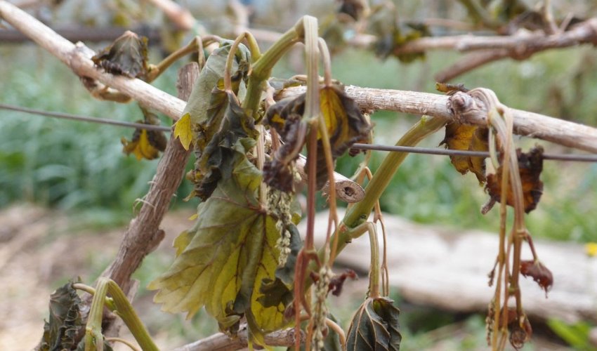 Заморозок на винограде