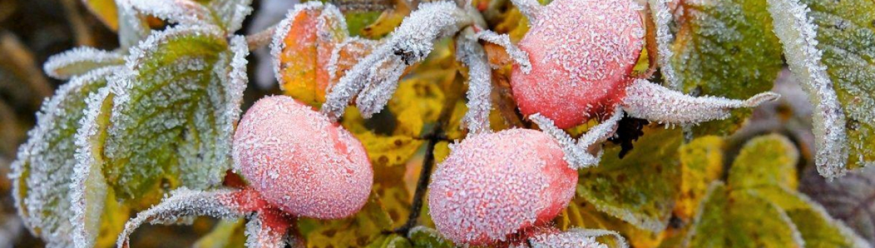 Як врятувати врожай після осінніх заморозків