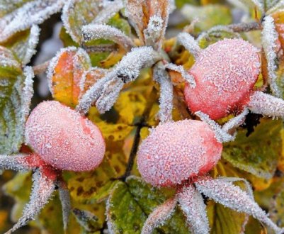 Як врятувати врожай після осінніх заморозків