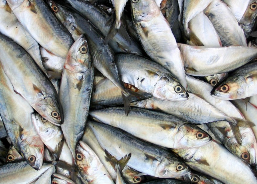 Імпорт риби Імпорт риби