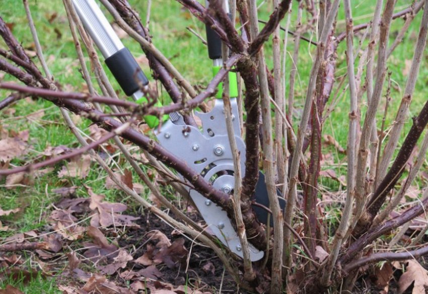 Обрізка смородини восени