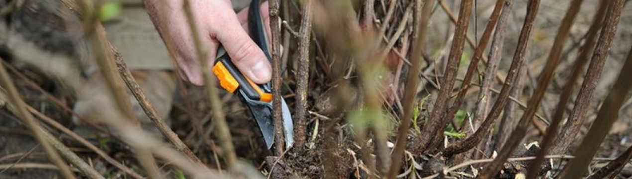 Смородина плодоносить краще за такої обрізки восени