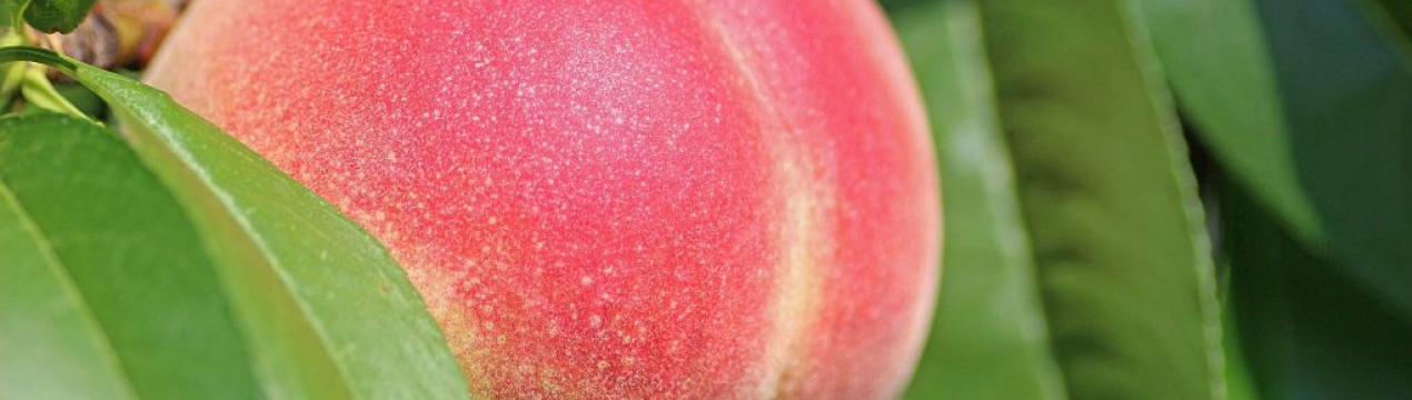 Селекціонери виростили персик-гігант