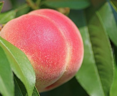 Селекціонери виростили персик-гігант