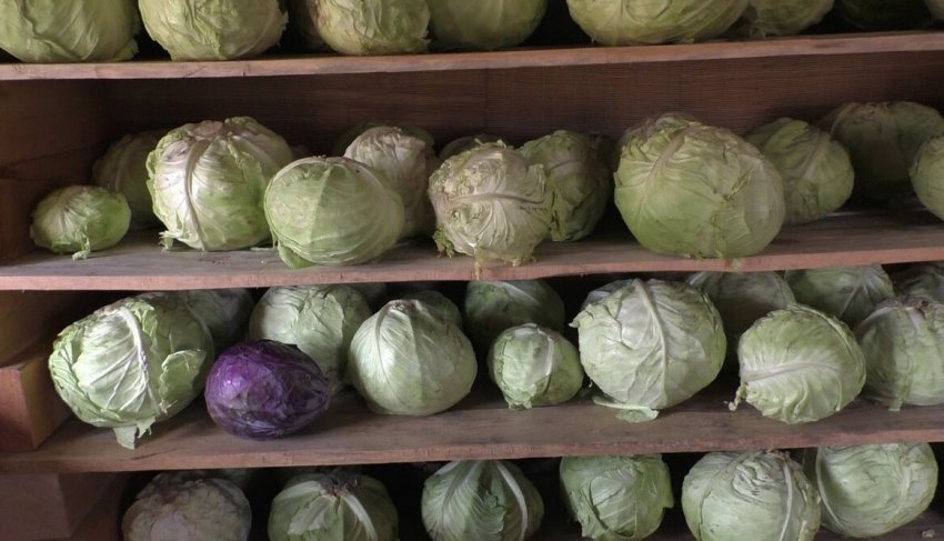 Зберігання капусти в погребі Зберігання капусти в погребі