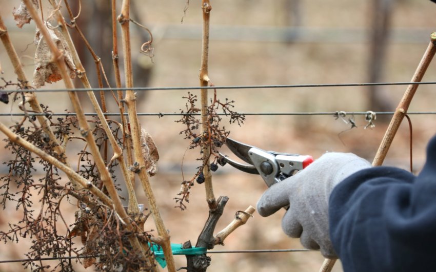 Обрізка винограду восени