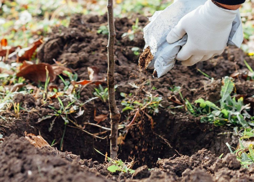 Посадка саженця восени Посадка саженця восени