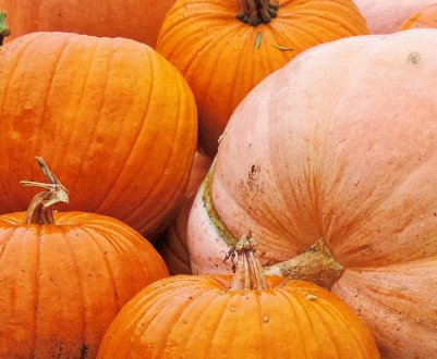 Італійський фермер вирісив найбільшу в світі гарбуз