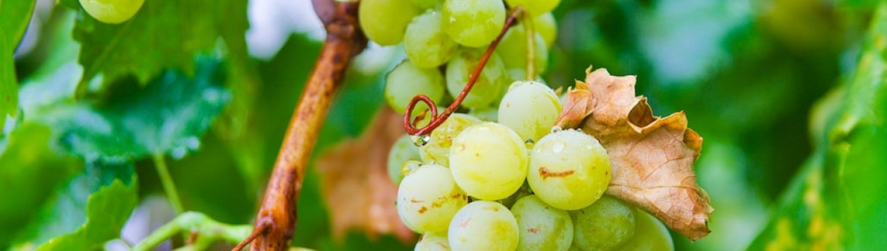 В Україні обвалились ціни на виноград