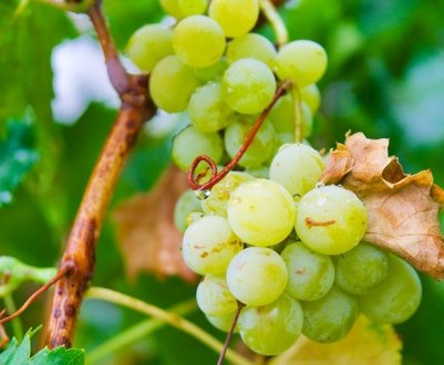 В Україні обвалились ціни на виноград