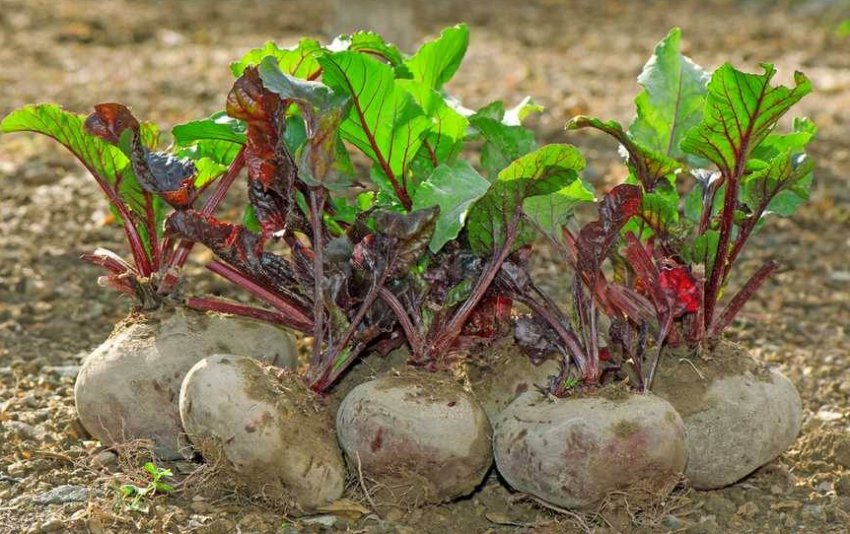 Свекла в огороді Свекла в огороді