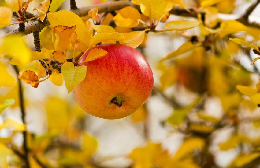 Яблуня восени Яблуня восени