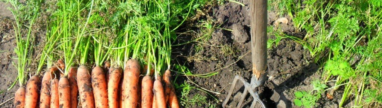 Маленькі хитрощі, які допомагають мені зберігати моркву свіжою до весни