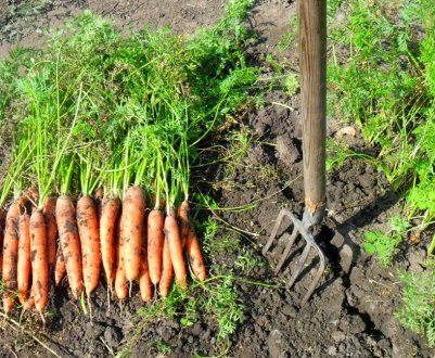 Маленькі хитрощі, які допомагають мені зберігати моркву свіжою до весни